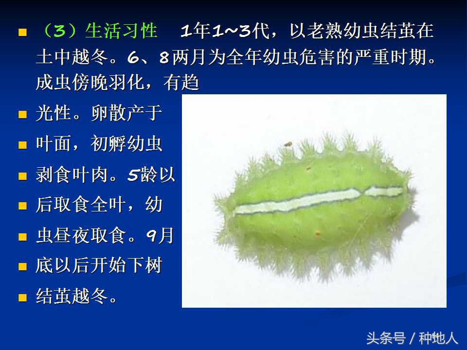 会吃叶子的虫子有哪些,哪些虫子爱吃树叶虫