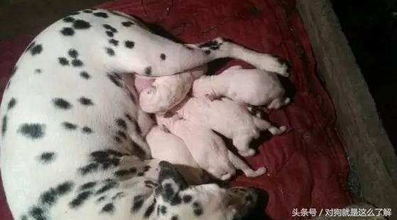 斑点狗科普点读,斑点狗大麦町犬好养吗