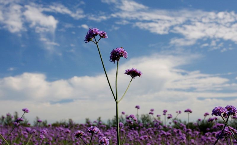 中国最大的薰衣草庄园,世界最漂亮的薰衣草庄园图片
