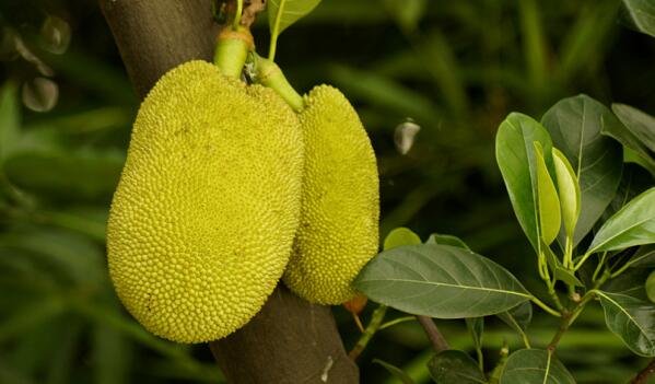 菠萝蜜是水果皇后吗,水果皇后菠萝蜜