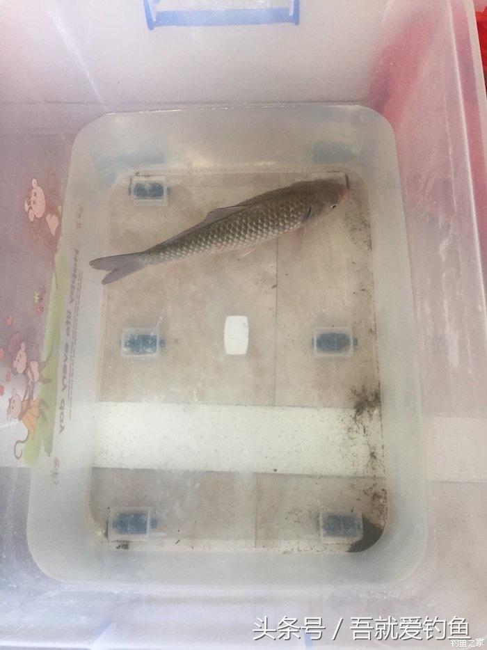 大湖冬钓鲫鱼怎么找钓点,平天湖初冬