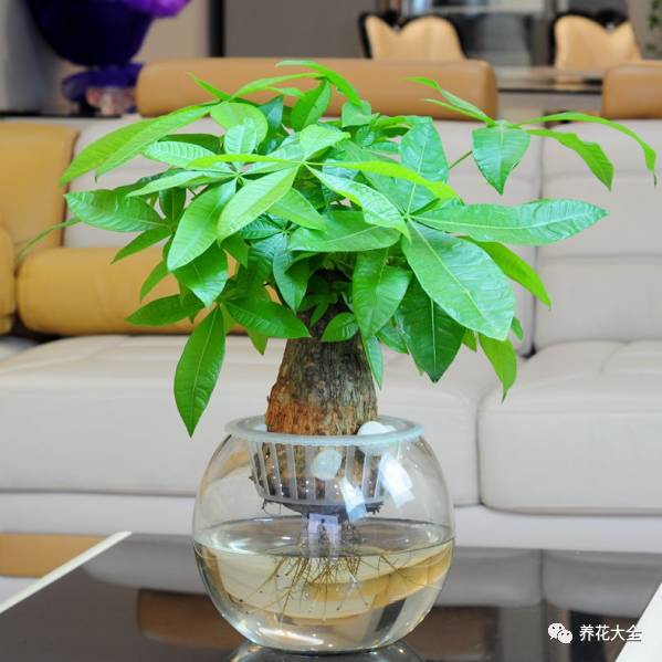 在家怎样水培种植物,50种水生植物最好养的水培花