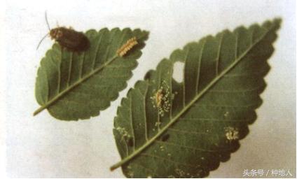 会吃叶子的虫子有哪些,哪些虫子爱吃树叶虫