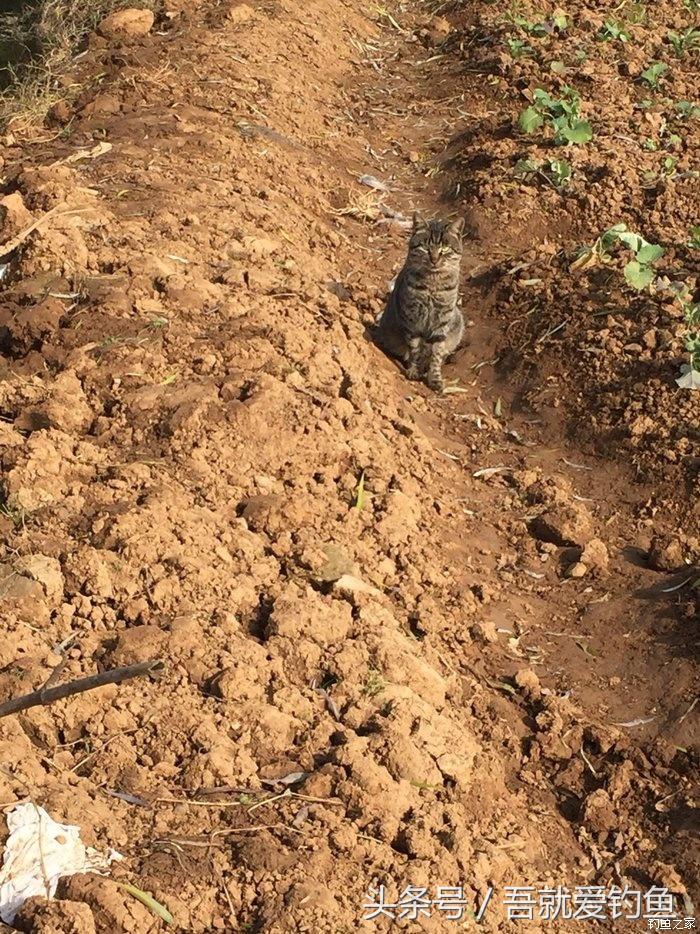 大湖冬钓鲫鱼怎么找钓点,平天湖初冬
