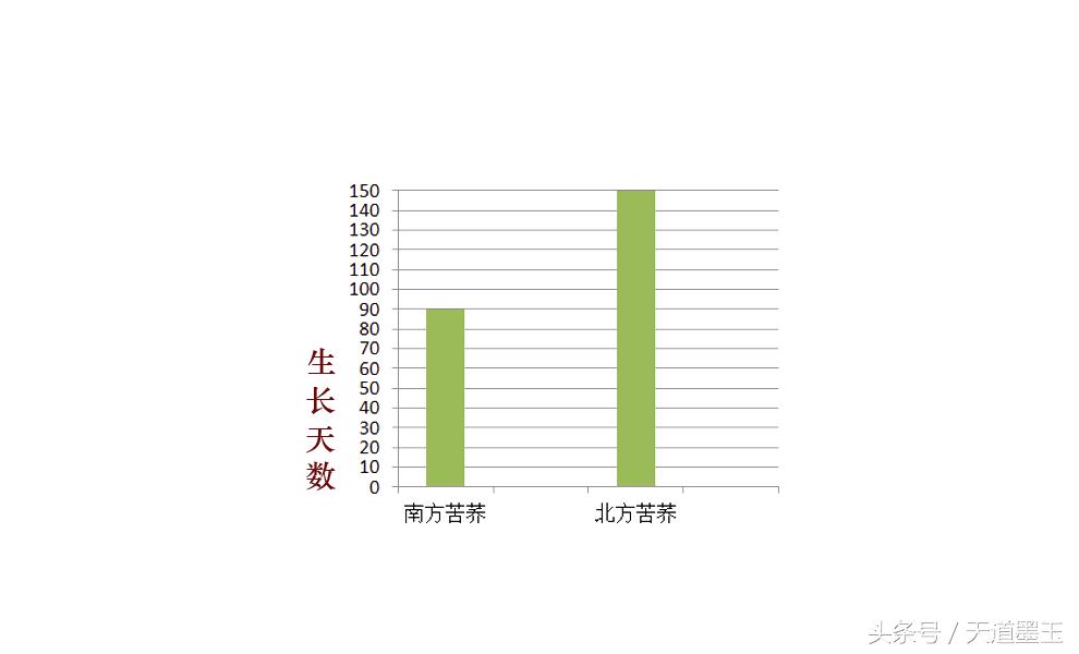 怎么选择正宗的苦荞茶,大麦茶和苦荞茶