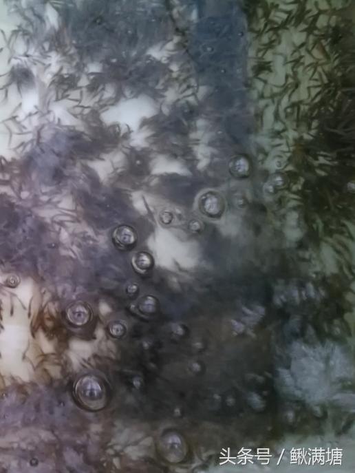 泥鳅养殖能赚钱吗现在,泥鳅养殖的前景到底有多大