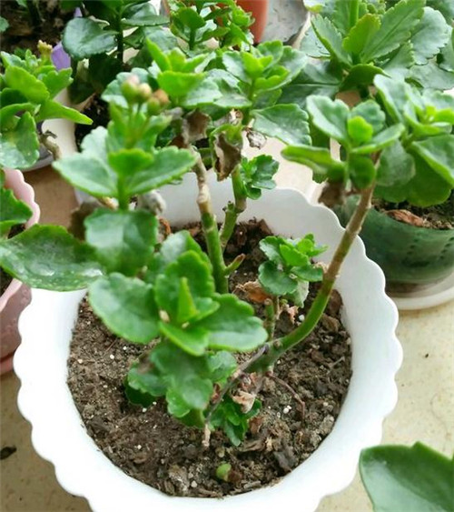 长寿花开过花了如何养能再次开花,冬季刚买的带花苞的长寿花怎样养