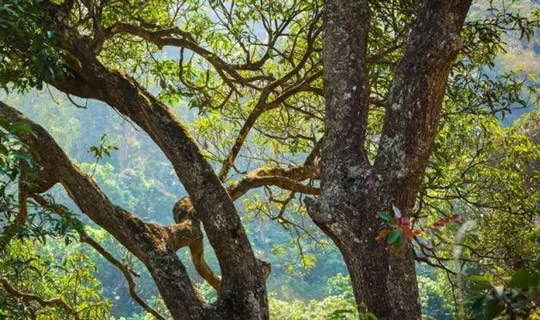 东莞最美清溪小镇,有一种美叫江南