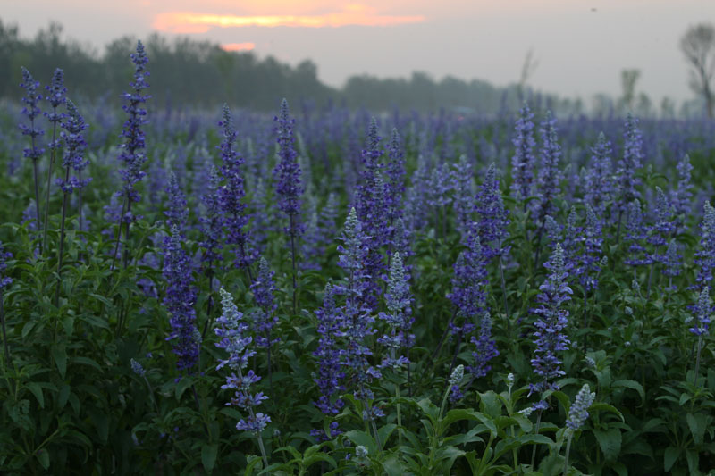 最美薰衣草庄园,中国最大的薰衣草庄园