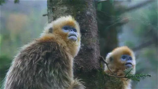 神农架自然保护区旅游攻略,神农架秘境演出值得看吗