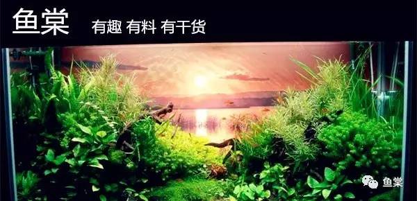 30cm海缸开缸教程新手入门,新手开缸养鱼入缸的正确方法