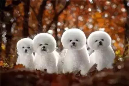 毛发白色的狗狗种类,最重感情的狗狗种类