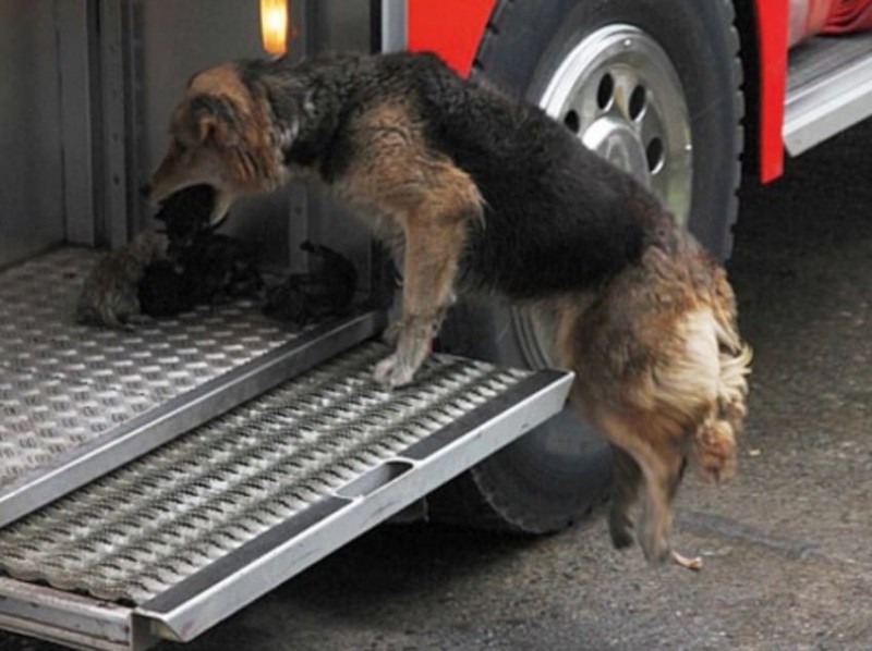 狗狗用尽全力奔向你,狗狗吐毛球