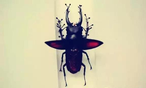 怎么把球形宠物做成标本,什么昆虫可以做宠物