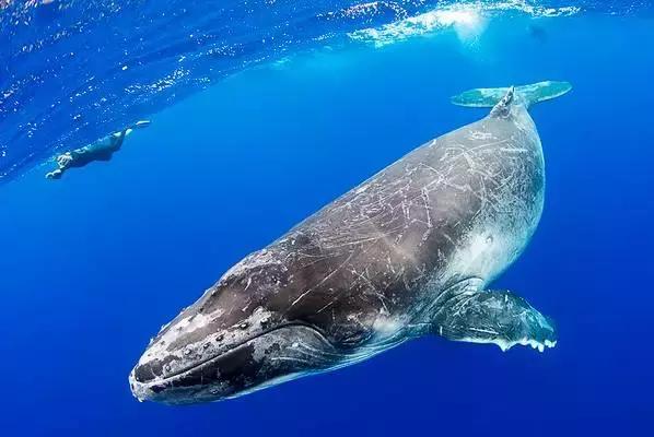 免签出境游推荐,春节海外免签旅游推荐