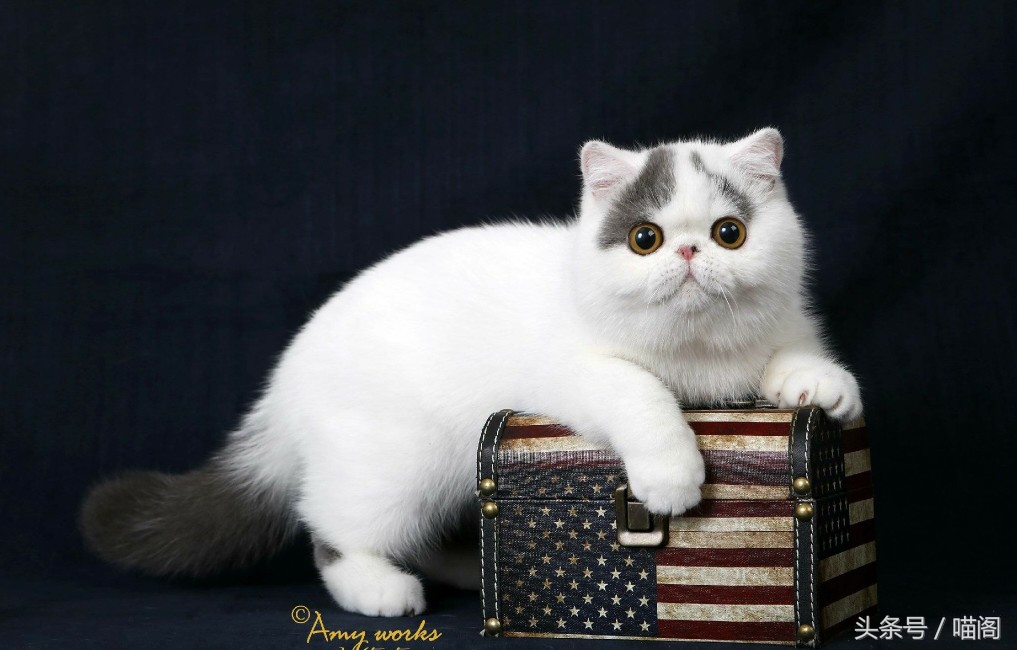 猫咪排名前十的猫,世界最温顺的猫排名榜