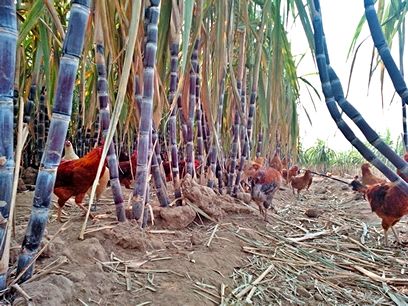 土鸡品种和名称大全,土鸡的概念与辨别