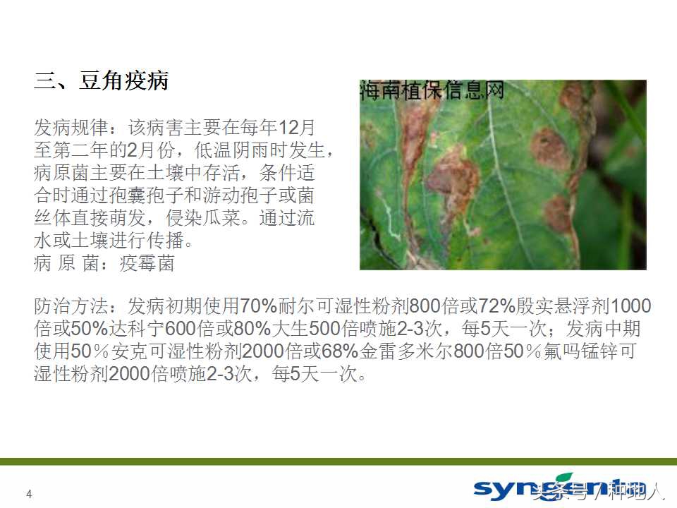豆角种植防病方法,长豆角病虫害防治用什么农药