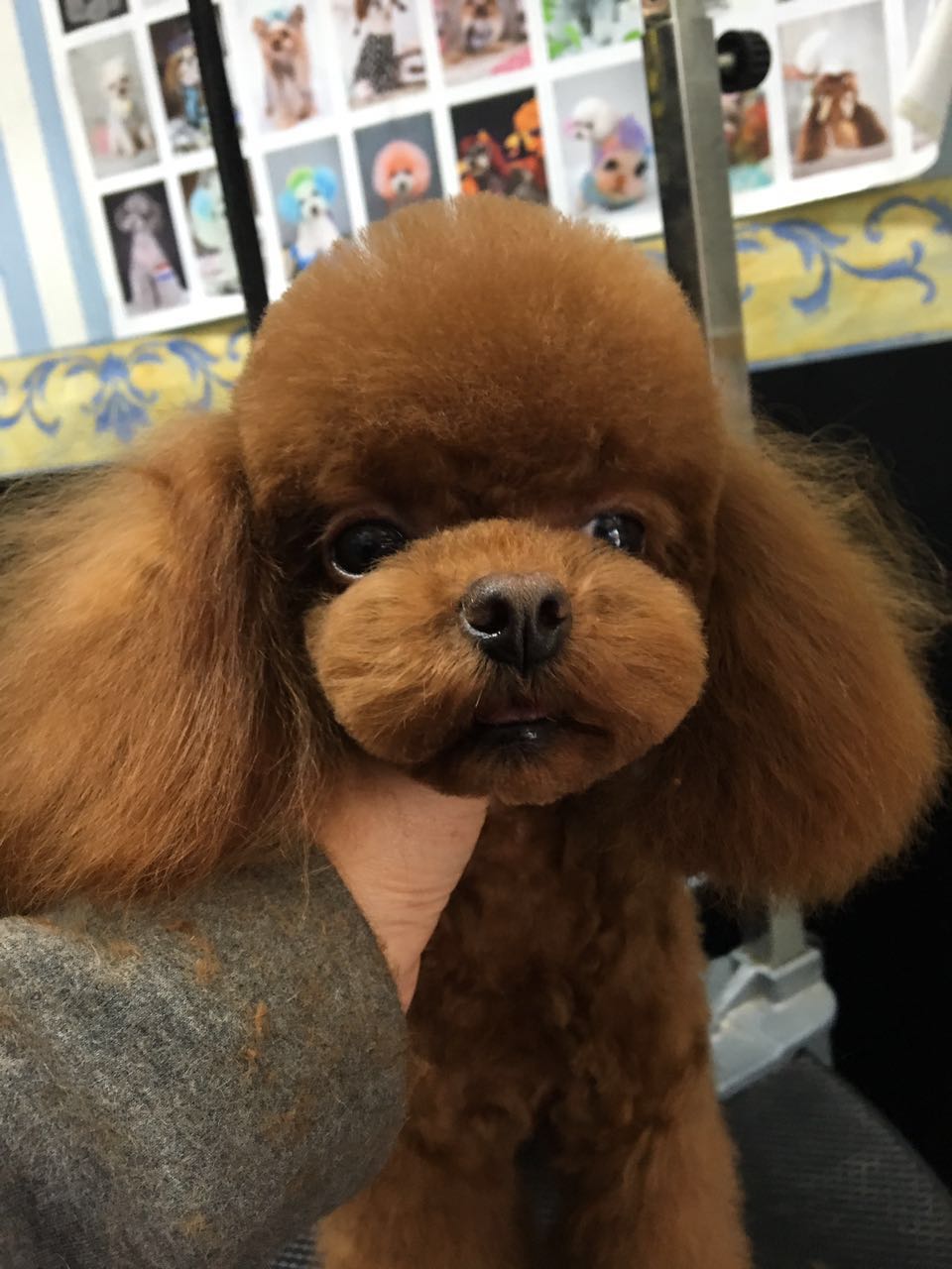 泰迪泪痕严重是什么原因,泰迪泪痕严重各种原因导致