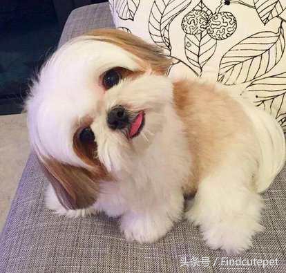 适合5岁小朋友的宠物,最适合五年级小朋友养的宠物