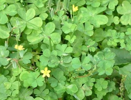 客家人常见的野果,环球客家