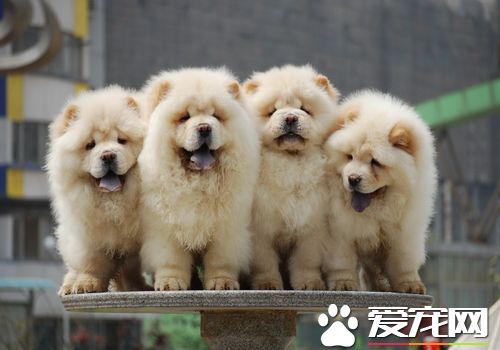 黑色松狮犬和金色松狮犬哪个好,松狮犬的性格特点