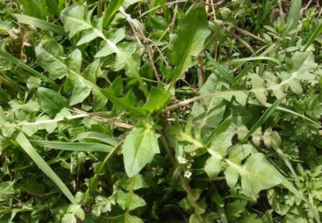 客家人常见的野果,环球客家