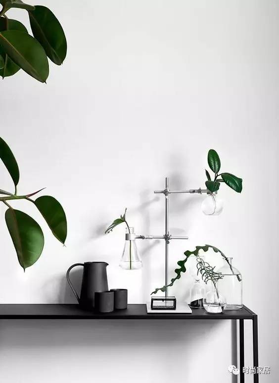 空气加湿器适合养什么绿植,这几种植物加湿效果堪比加湿器