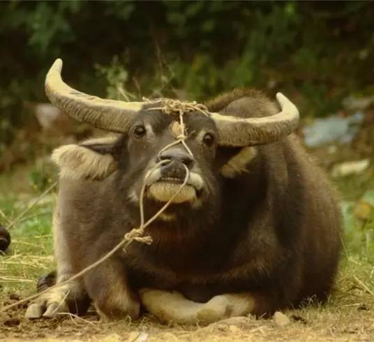 潮汕牛肉火锅每日三牛,潮汕牛肉火锅三涮