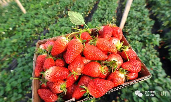 中山南区摘草莓,吐血整理10城33个市集