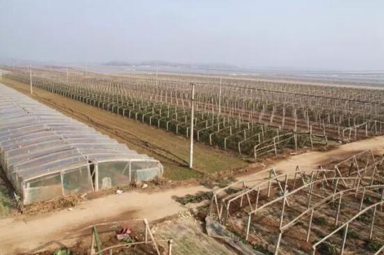 菜篮子电商,聊城莘县电商基地