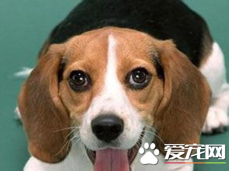 哈利犬与哈士奇犬的区别,哈利犬和比格犬的后代