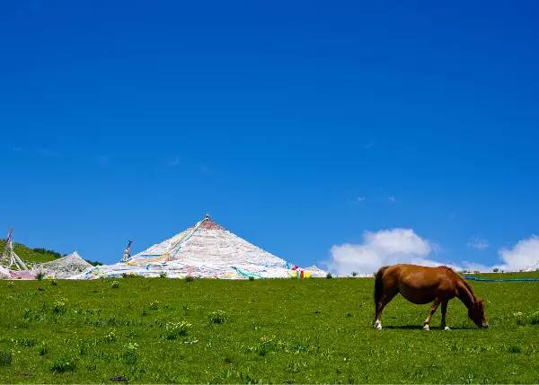朋友圈现新网红“浮云牧场”四川藏区世界级资源正在起飞