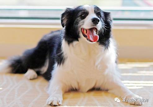 家里狗毛纷飞该怎么办,家里狗毛满天飞怎么办