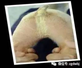 猪大肠杆菌防治,育肥猪大肠杆菌病怎么治疗