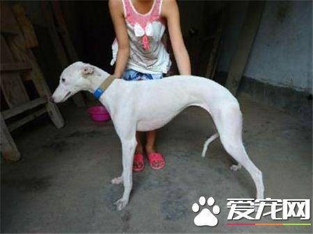 灵缇犬幼崽怎么辨别,如何才能挑选到一条好的灵缇幼犬