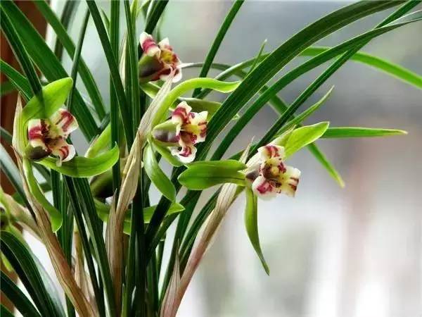 中国各大城市的市花分别是什么,吉林省省会长春市市花是什么