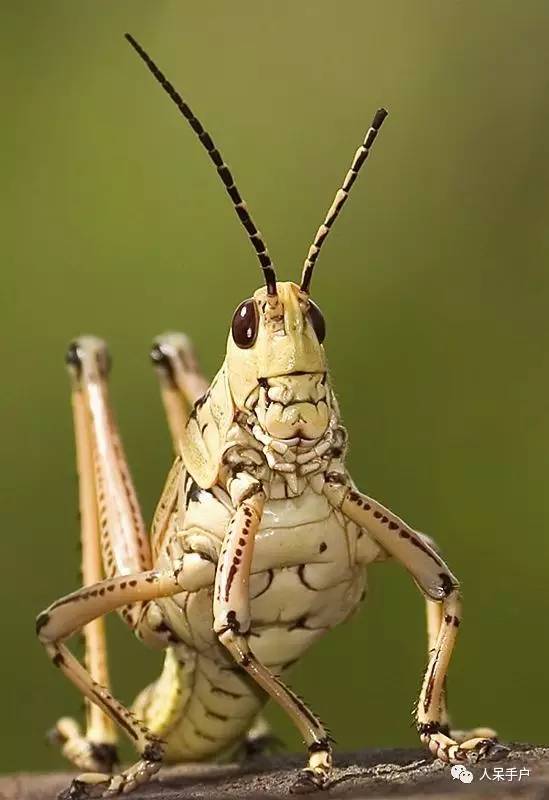 看昆虫各式“大嘴”如何吞天吞地~