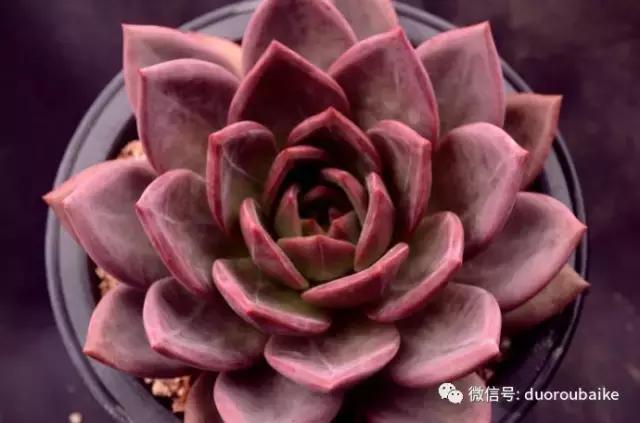 多肉植物服盆之无消耗服盆！