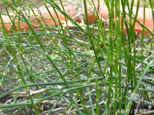 野生接骨草的作用,骨节草可以吃吗