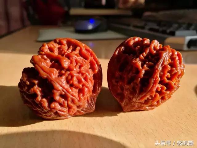 玩了6年的满天星狮子头