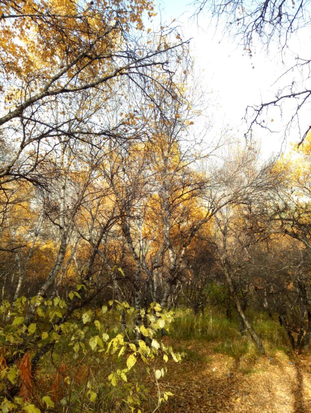 张北的草原天路之旅,张北天路攻略