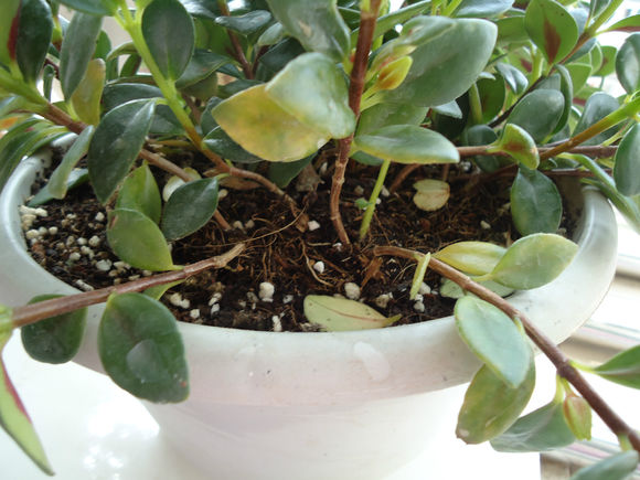 金鱼吊兰小苗养多久会开花,金鱼吊兰怎么养才能更旺盛