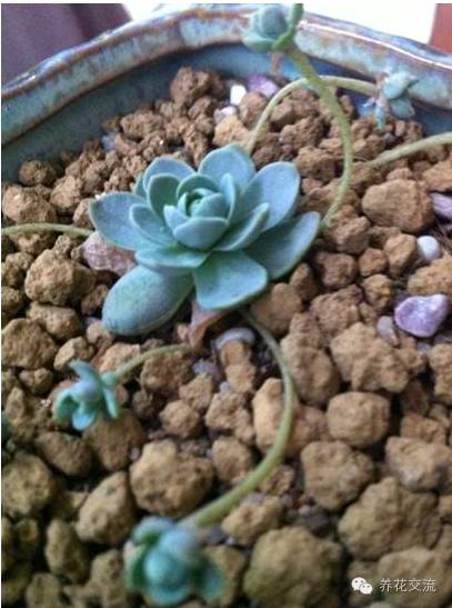 多肉会出现的病虫有哪些,网上刚买的多肉怎样种植怎样养护