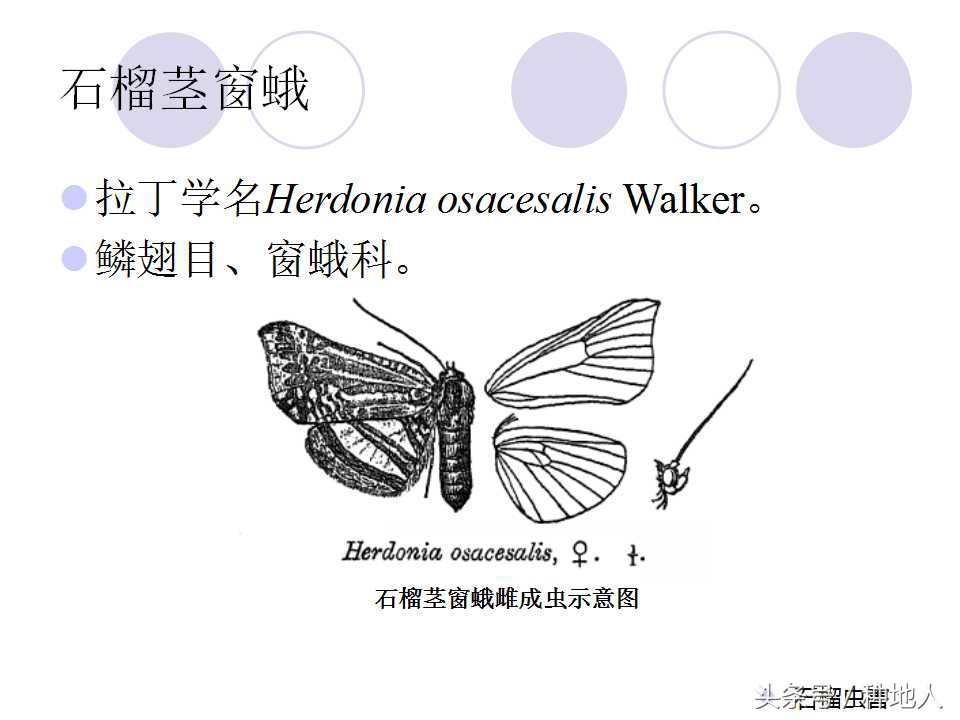 石榴虫害,石榴虫害图解大全