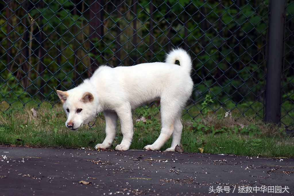 萨摩耶犬的体型和特征,珍岛犬与中华田园犬区别