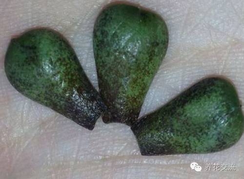 多肉会出现的病虫有哪些,网上刚买的多肉怎样种植怎样养护