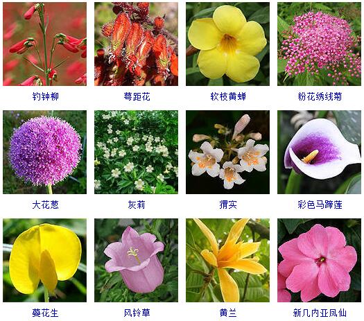 150种花卉大全,108种花卉大全