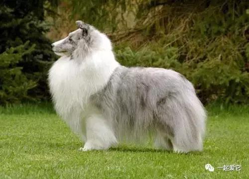 苏牧幼犬和喜乐蒂幼犬的区别,苏牧犬和喜乐蒂的区别