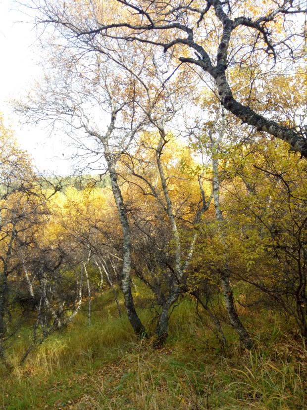 张北天路行,深度还原张北天路
